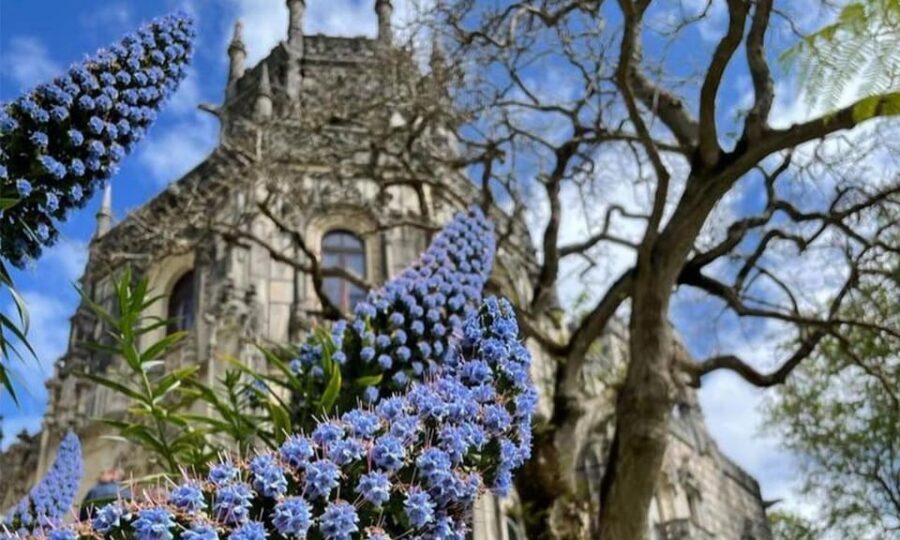 From Lisbon: Sintra, Pena Palace and Regaleira Day Trip - Who This Tour Is Best For (and Who Should Skip It)