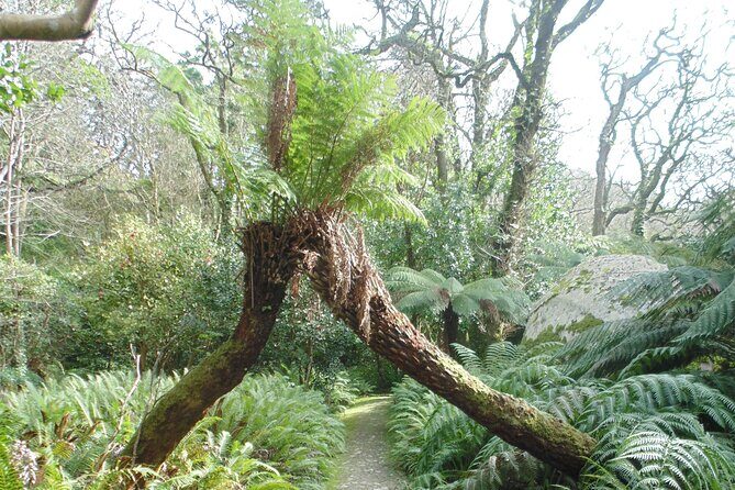 Private Day Tour from the Centre to the Highest Point in Sintra. - Pena Park (88 hectares) and the High Cross: views without rushing